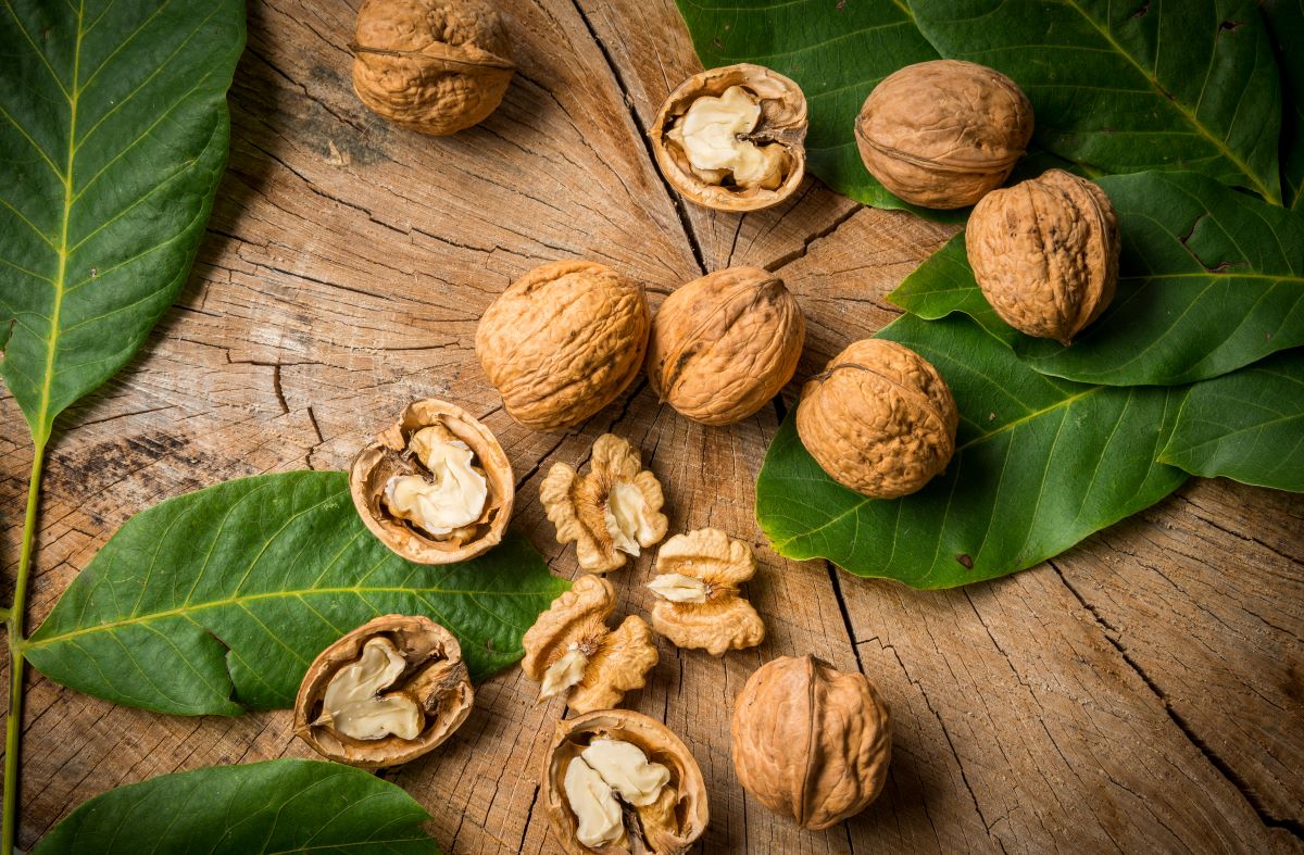 Walnüsse und Blätter