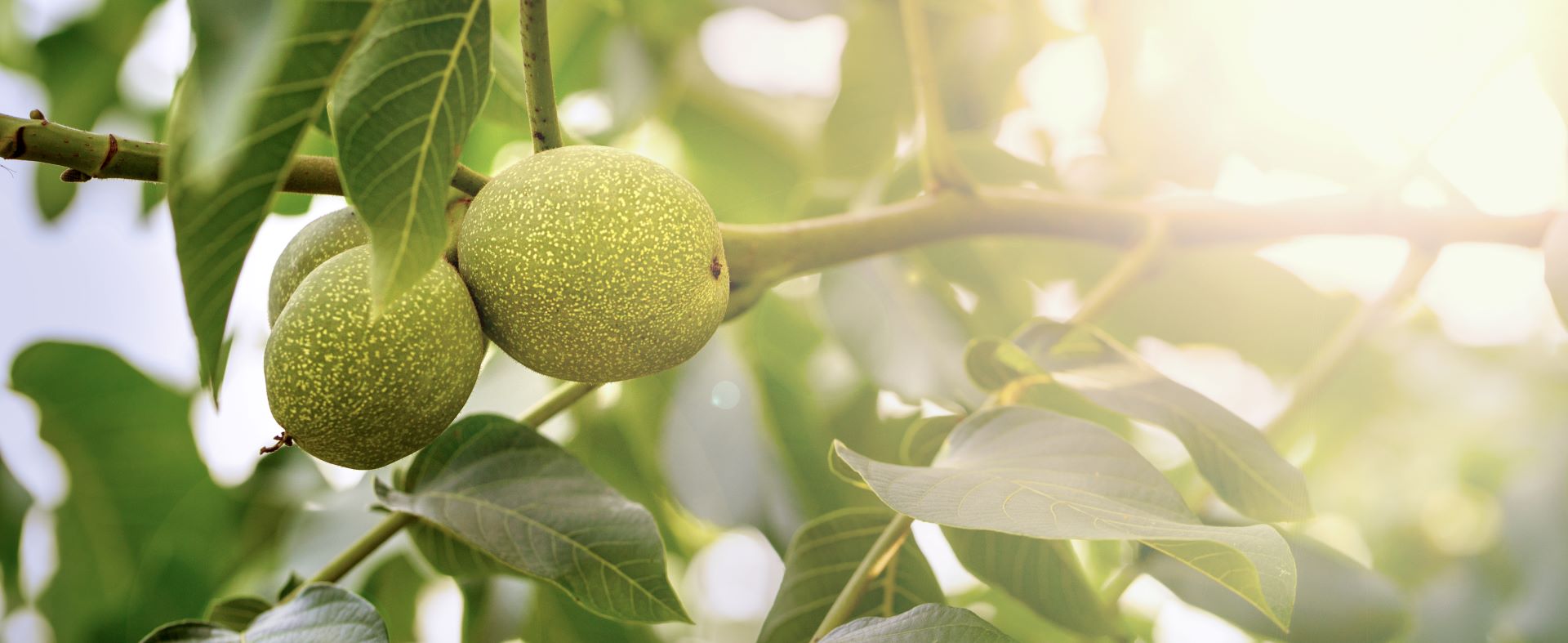Walnüsse am Baum in natürlicher Umgebung